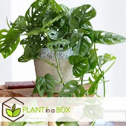 Plant in a Box Apenmasker - Monstera adansonii 'Monkey Mask' - Hoogte 25-30cm - ⌀12cm