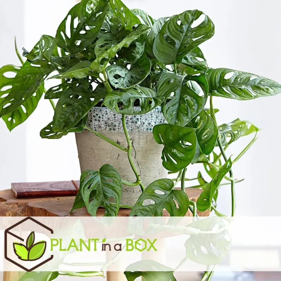 Plant in a Box Apenmasker - Monstera adansonii 'Monkey Mask' - Hoogte 25-30cm - ⌀12cm