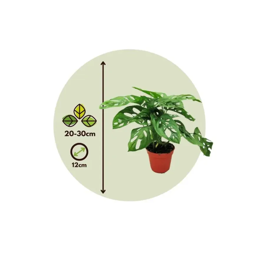 Plant in a Box Apenmasker - Monstera adansonii 'Monkey Mask' - Hoogte 25-30cm - ⌀12cm