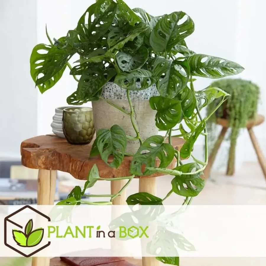 Plant in a Box Apenmasker - Monstera adansonii 'Monkey Mask' - Hoogte 25-30cm - ⌀12cm