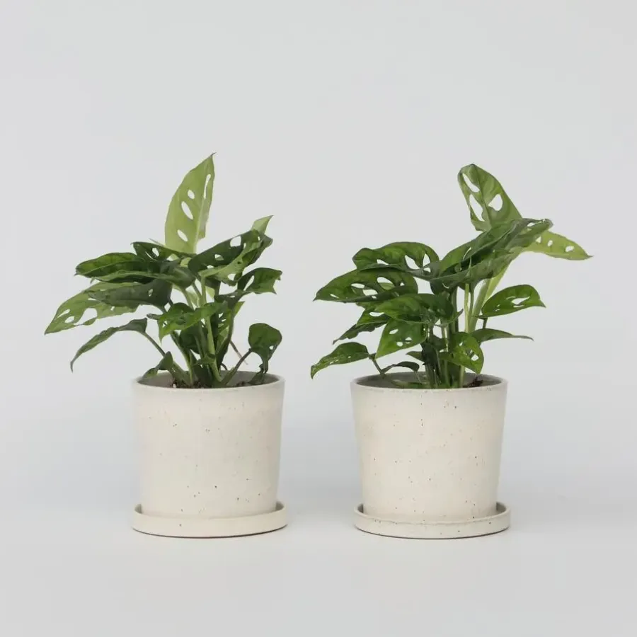 Plant in a Box Apenmasker - Set van 2 - Monstera 'Monkey Mask' - Hoogte 25-30cm - ⌀12cm