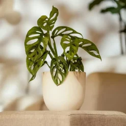 Plant in a Box Apenmasker - Set van 2 - Monstera 'Monkey Mask' - Hoogte 25-30cm - ⌀12cm