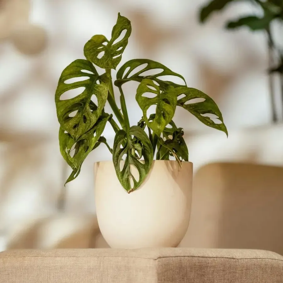 Plant in a Box Apenmasker - Set van 2 - Monstera 'Monkey Mask' - Hoogte 25-30cm - ⌀12cm