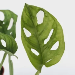 Plant in a Box Apenmasker - Set van 2 - Monstera 'Monkey Mask' - Hoogte 25-30cm - ⌀12cm
