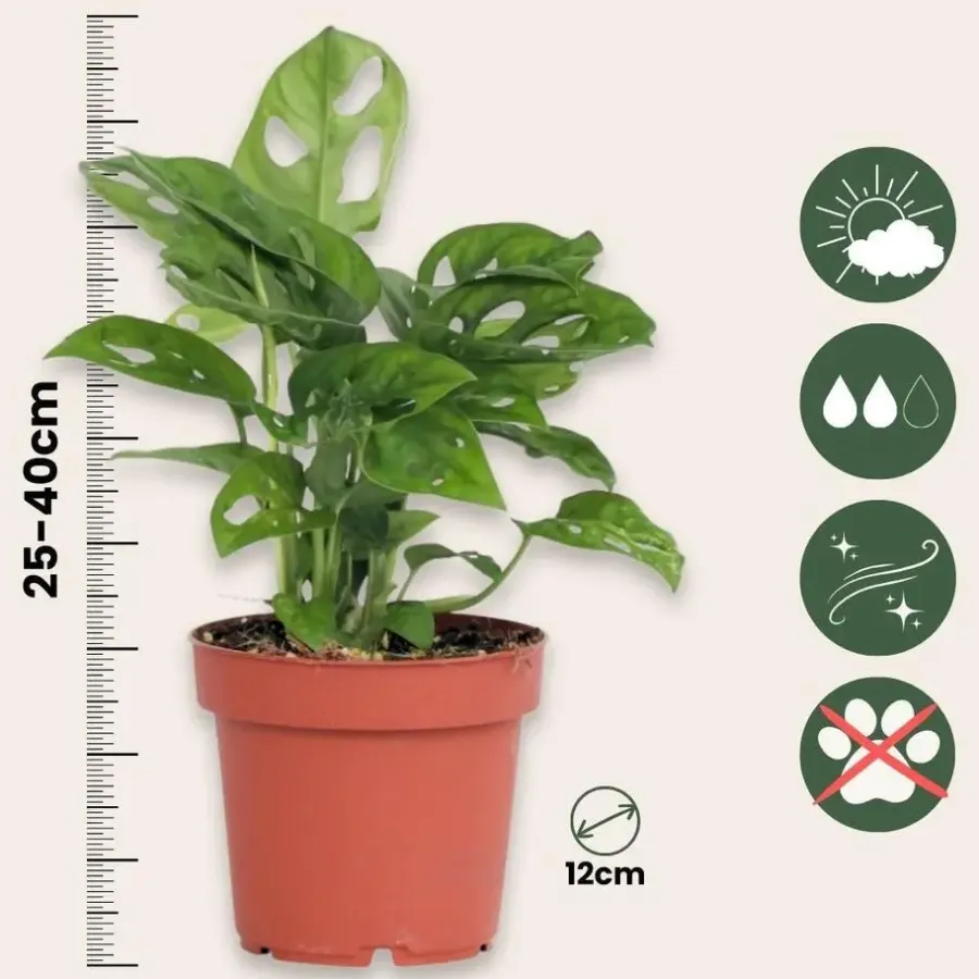 Plant in a Box Apenmasker - Set van 2 - Monstera 'Monkey Mask' - Hoogte 25-30cm - ⌀12cm