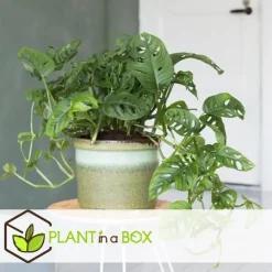 Plant in a Box Apenmasker - Set van 2 - Monstera 'Monkey Mask' - Hoogte 25-30cm - ⌀12cm