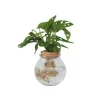 Kamerplanten-Plant in a Box Apenmasker in glas - Monstera adansonii 'Monkey Mask' - Hoogte 25-35cm - ⌀20cm