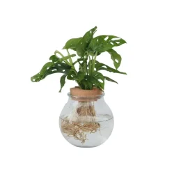 Kamerplanten-Plant in a Box Apenmasker in glas - Monstera adansonii 'Monkey Mask' - Hoogte 25-35cm - ⌀20cm