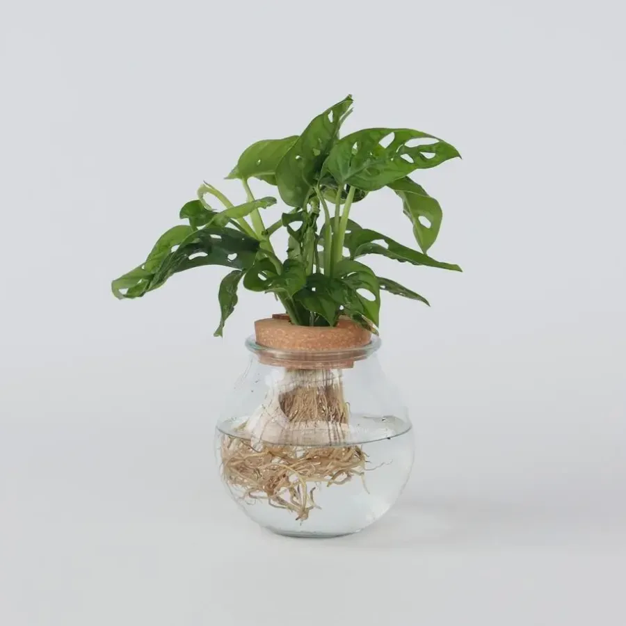 Kamerplanten-Plant in a Box Apenmasker in glas - Monstera adansonii 'Monkey Mask' - Hoogte 25-35cm - ⌀20cm