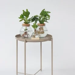 Kamerplanten-Plant in a Box Apenmasker in glas - Monstera adansonii 'Monkey Mask' - Hoogte 25-35cm - ⌀20cm