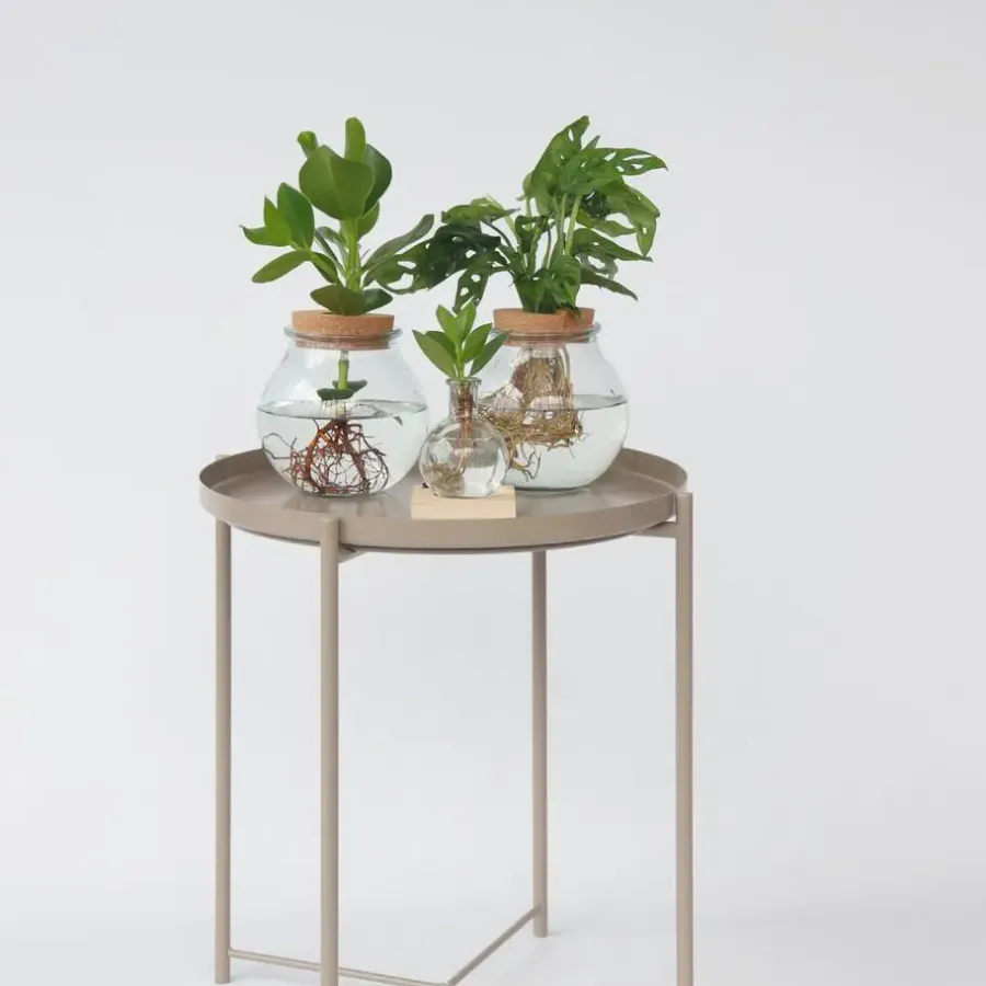 Kamerplanten-Plant in a Box Apenmasker in glas - Monstera adansonii 'Monkey Mask' - Hoogte 25-35cm - ⌀20cm