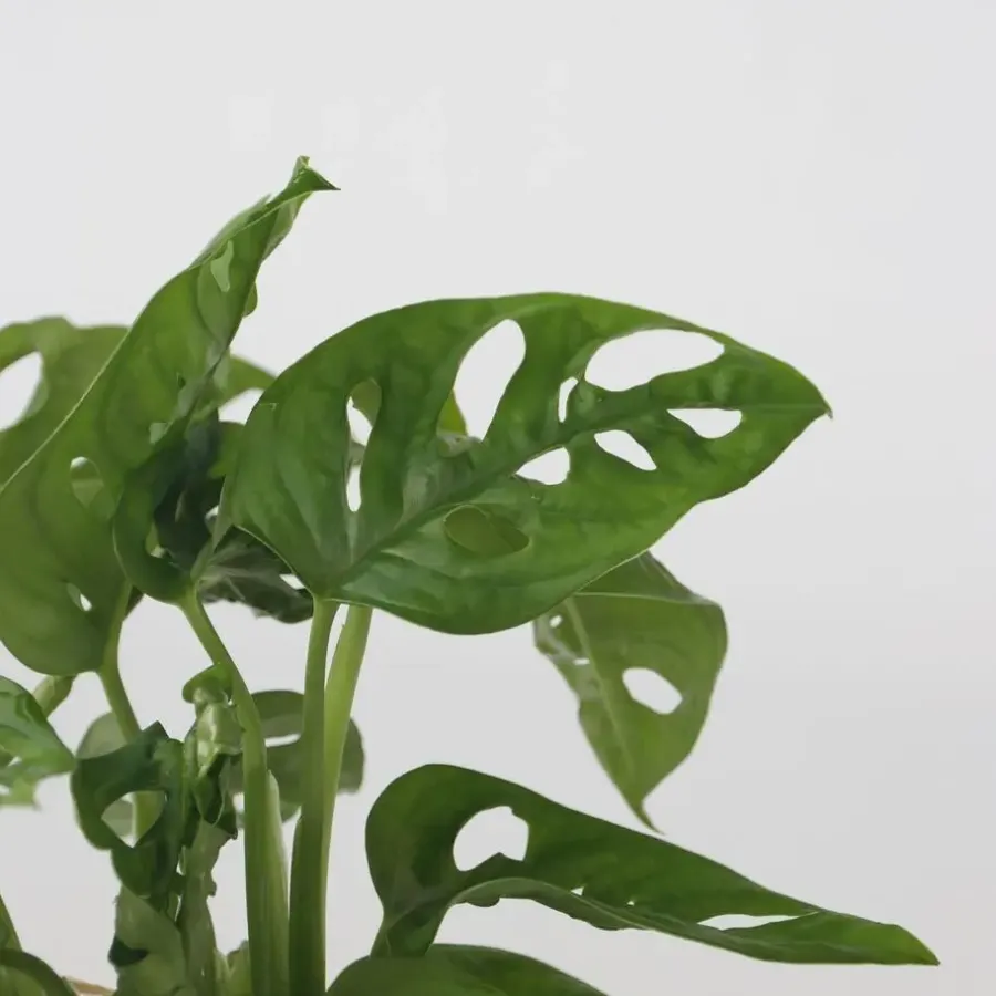 Kamerplanten-Plant in a Box Apenmasker in glas - Monstera adansonii 'Monkey Mask' - Hoogte 25-35cm - ⌀20cm