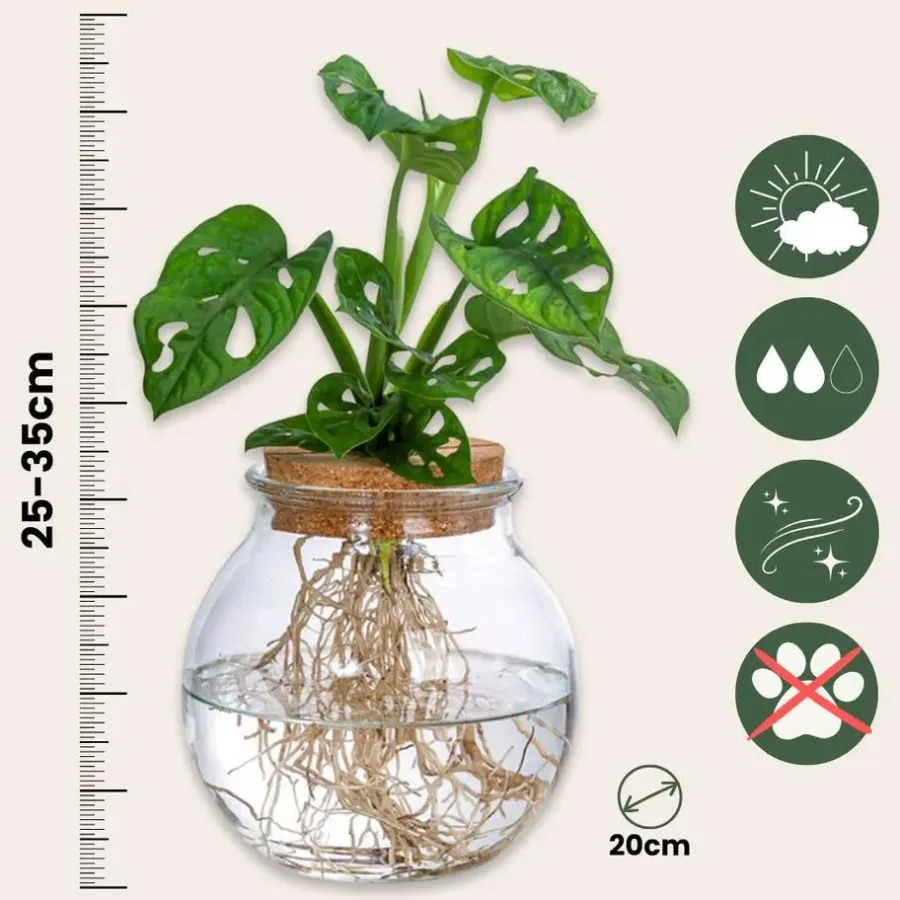Kamerplanten-Plant in a Box Apenmasker in glas - Monstera adansonii 'Monkey Mask' - Hoogte 25-35cm - ⌀20cm