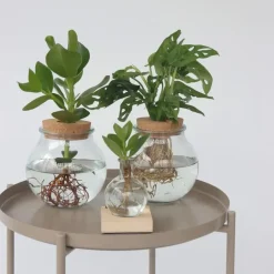 Kamerplanten-Plant in a Box Apenmasker in glas - Monstera adansonii 'Monkey Mask' - Hoogte 25-35cm - ⌀20cm