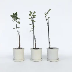 Plant in a Box Appelboom-mix - Set van 3 - Malus - Hoogte 60-70cm - ⌀9cm