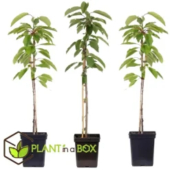 Plant in a Box Appelboom-mix - Set van 3 - Malus - Hoogte 60-70cm - ⌀9cm