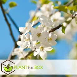 Plant in a Box Appelboom-mix - Set van 3 - Malus - Hoogte 60-70cm - ⌀9cm