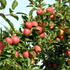 Plant in a Box Appelboom-mix - Set van 3 - Malus - Hoogte 60-70cm - ⌀9cm