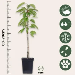 Plant in a Box Appelboom-mix - Set van 3 - Malus - Hoogte 60-70cm - ⌀9cm