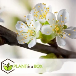Plant in a Box Appelboom-mix - Set van 3 - Malus - Hoogte 60-70cm - ⌀9cm