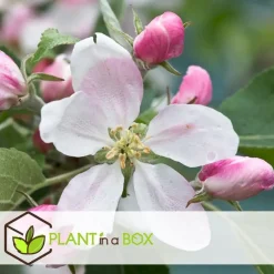 Plant in a Box Appelboom-mix - Set van 3 - Malus - Hoogte 60-70cm - ⌀9cm