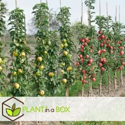 Plant in a Box Appelboom-mix - Set van 6 - Malus - Hoogte 60-70cm - ⌀9cm
