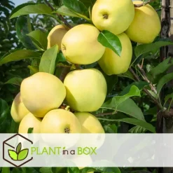 Plant in a Box Appelboom-mix - Set van 6 - Malus - Hoogte 60-70cm - ⌀9cm