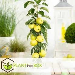 Plant in a Box Appelboom-mix - Set van 6 - Malus - Hoogte 60-70cm - ⌀9cm