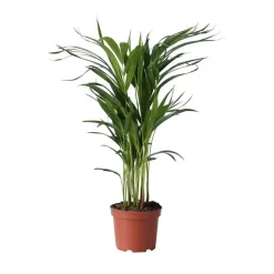 Kamerplanten-Plant in a Box Areca goudpalm - Dypsis lutescens - Hoogte 60-70cm - ⌀17cm