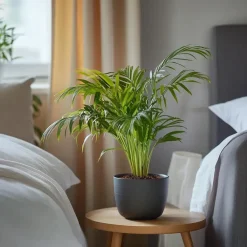 Plant in a Box Areca goudpalm - Dypsis lutescens - Hoogte 30-45cm - ⌀12cm