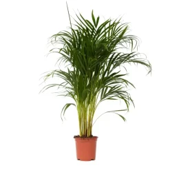 Kamerplanten-Plant in a Box Areca goudpalm - Dypsis lutescens - Hoogte 100-120cm - ⌀21cm