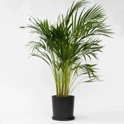 Kamerplanten-Plant in a Box Areca goudpalm - Dypsis lutescens - Hoogte 100-120cm - ⌀21cm