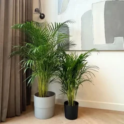 Kamerplanten-Plant in a Box Areca goudpalm - Dypsis lutescens - Hoogte 100-120cm - ⌀21cm
