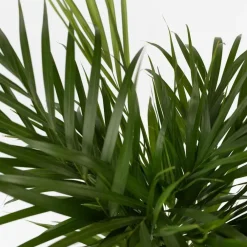 Kamerplanten-Plant in a Box Areca goudpalm - Dypsis lutescens - Hoogte 100-120cm - ⌀21cm