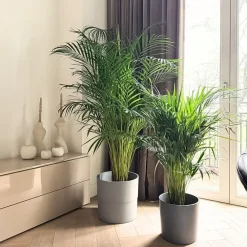 Kamerplanten-Plant in a Box Areca goudpalm - Dypsis lutescens - Hoogte 100-120cm - ⌀21cm