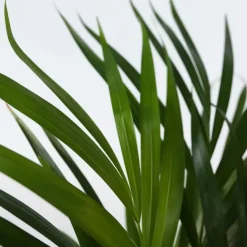Kamerplanten-Plant in a Box Areca goudpalm - Dypsis lutescens - Hoogte 100-120cm - ⌀21cm