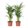Plant in a Box Areca goudpalm - Set van 2 - Dypsis lutescens - Hoogte 60-70cm - ⌀17cm