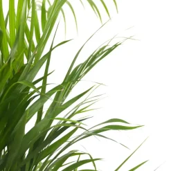 Plant in a Box Areca goudpalm - Set van 2 - Dypsis lutescens - Hoogte 60-70cm - ⌀17cm