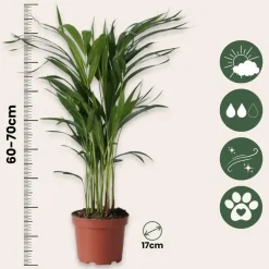 Plant in a Box Areca goudpalm - Set van 2 - Dypsis lutescens - Hoogte 60-70cm - ⌀17cm