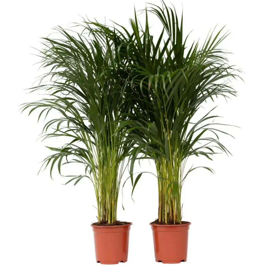 Plant in a Box Areca goudpalm - Set van 2 - Dypsis lutescens - Hoogte 100-120cm - ⌀21cm