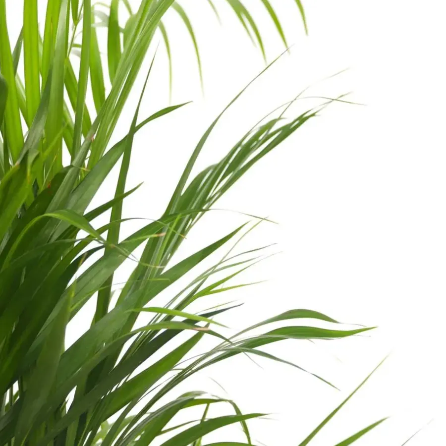 Plant in a Box Areca goudpalm - Set van 2 - Dypsis lutescens - Hoogte 100-120cm - ⌀21cm