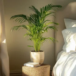 Plant in a Box Areca goudpalm - Set van 2 - Dypsis lutescens - Hoogte 100-120cm - ⌀21cm