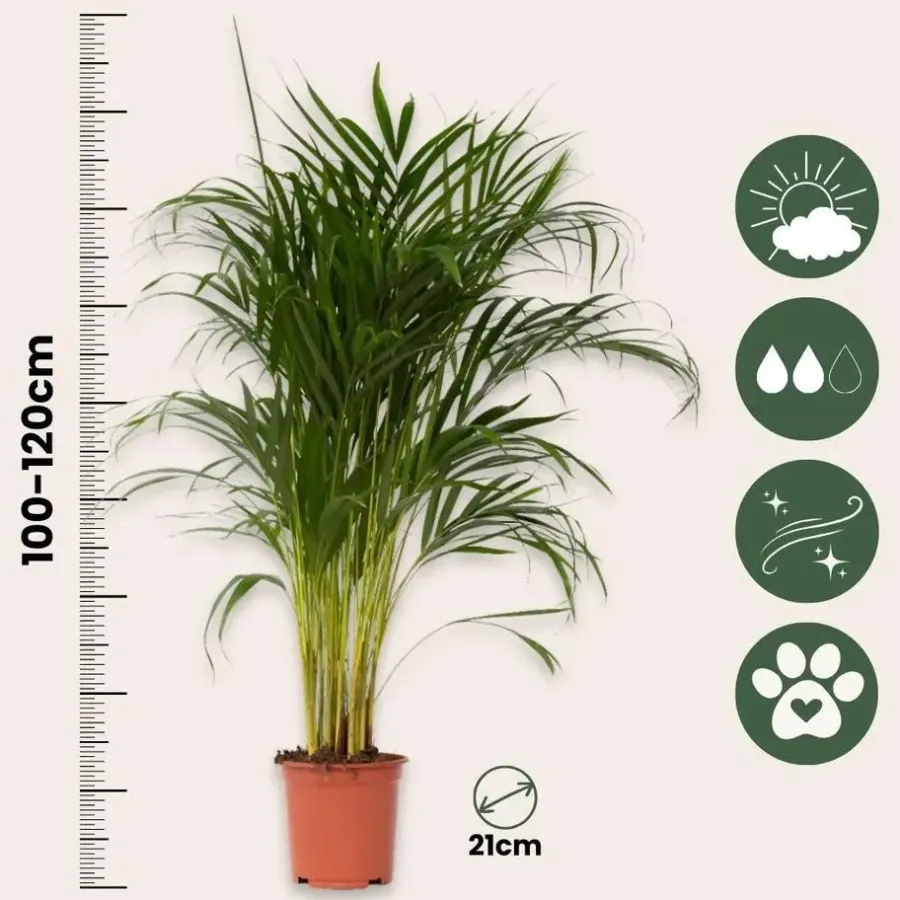 Plant in a Box Areca goudpalm - Set van 2 - Dypsis lutescens - Hoogte 100-120cm - ⌀21cm