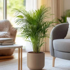 Plant in a Box Areca goudpalm - Set van 2 - Dypsis lutescens - Hoogte 100-120cm - ⌀21cm