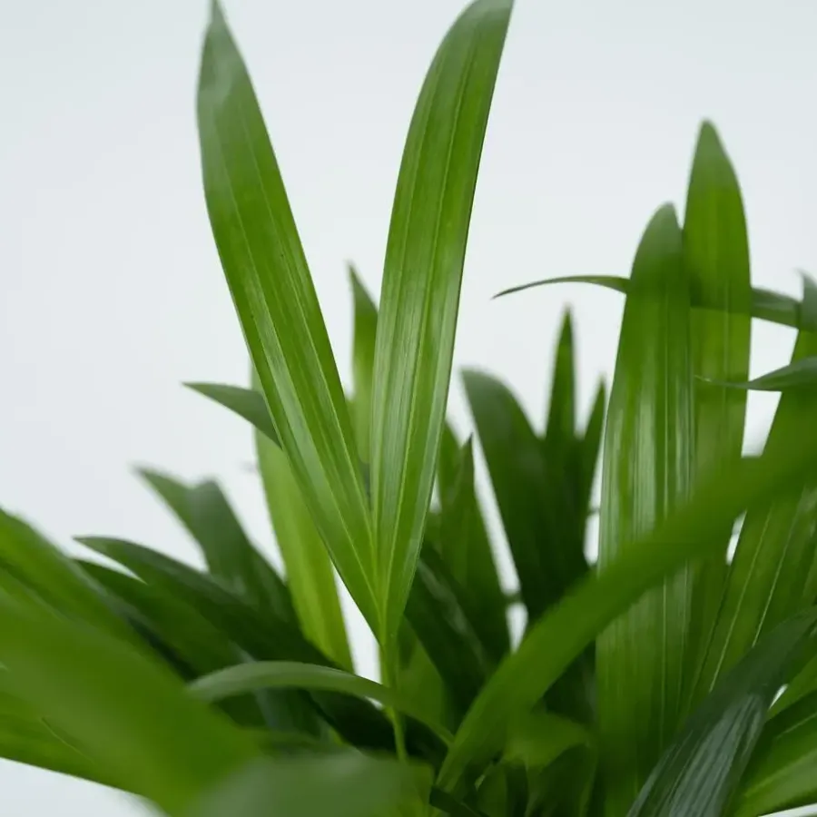 Plant in a Box Areca goudpalm - Set van 2 - Dypsis lutescens - Hoogte 100-120cm - ⌀21cm