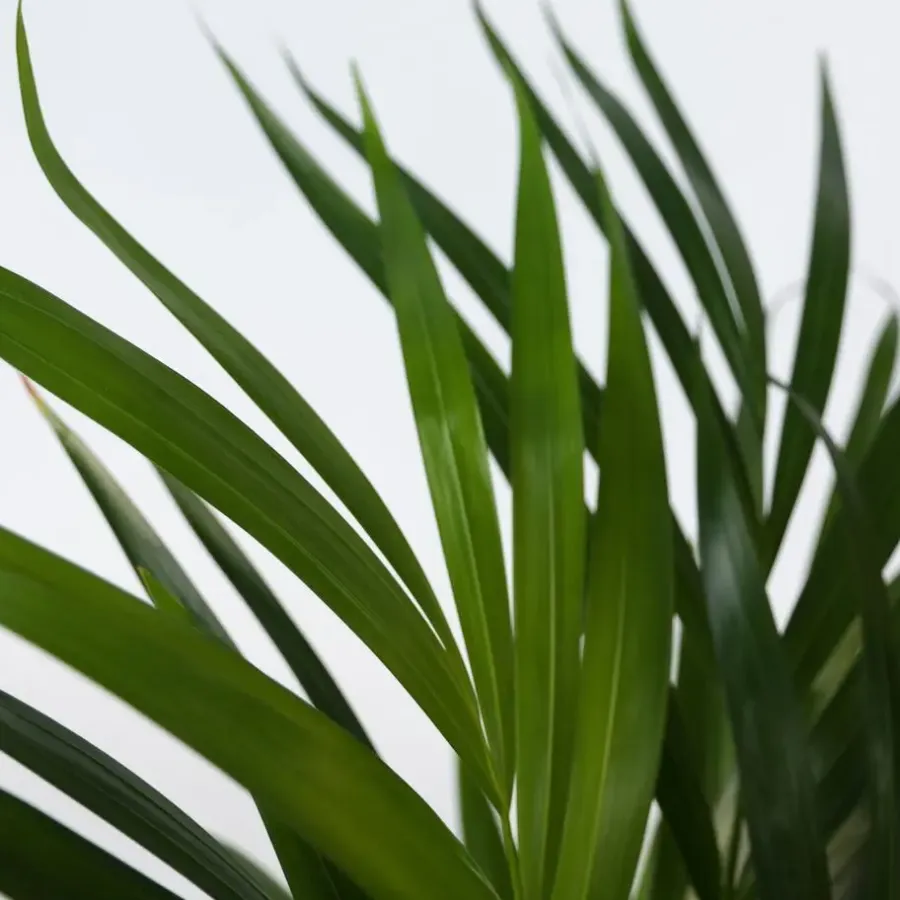 Plant in a Box Areca goudpalm - Set van 2 - Dypsis lutescens - Hoogte 100-120cm - ⌀21cm