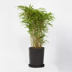 Planten-Plant in a Box Bamboe - Fargesia nitida 'Gansu' - Hoogte 50-70cm - ⌀17cm
