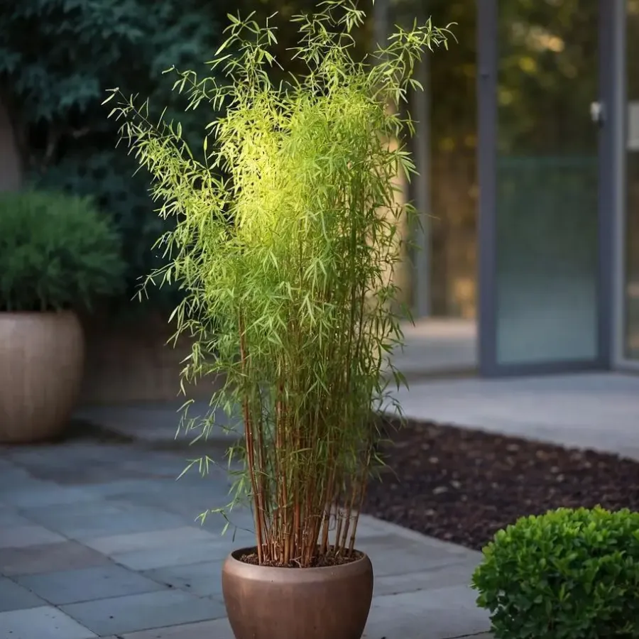Plant in a Box Bamboe - Fargesia nitida 'Red Dragon' - Hoogte 50-70cm - ⌀17cm