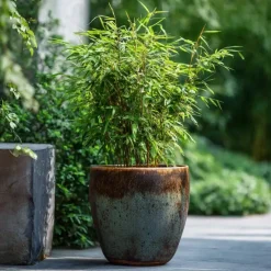 Plant in a Box Bamboe - Fargesia nitida 'Red Dragon' - Hoogte 50-70cm - ⌀17cm