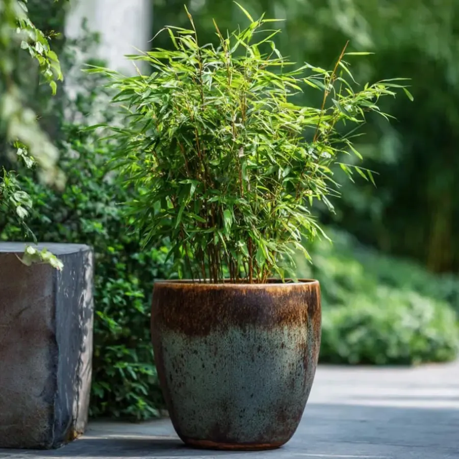 Plant in a Box Bamboe - Fargesia nitida 'Red Dragon' - Hoogte 50-70cm - ⌀17cm